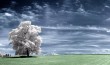 infrared_photo_tree